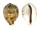 CYPRAEIDAE CYPRAEA TIGRIS shell