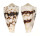 CONIDAE CONUS BANDANUS shell