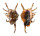STROMBIDAE LAMBIS SCORPIO shell
