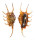 STROMBIDAE LAMBIS SCORPIO shell