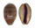 CYPRAEIDAE LYNCINA LEVIATHAN TITAN shell