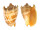 VOLUTIDAE CYMBIOLA IMPERIALIS shell