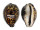 CYPRAEIDAE CYPRAEA TIGRIS shell