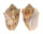 VOLUTIDAE CYMBIOLA VESPERTILIO shell