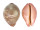 CYPRAEIDAE LEPOCYPRAEA MAPPA PANERYTHRA shell