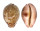 CYPRAEIDAE LEPOCYPRAEA MAPPA shell