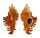MURICIDAE CHICOREUS STRIGATUS shell