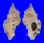 MURICIDAE NAQUETIA CONFUSA shell