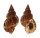 BURSIDAE BURSA GRANULARIS shell