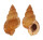 BURSIDAE BURSA GRANULARIS shell