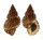 BURSIDAE BURSA GRANULARIS shell