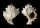 MURICIDAE CHICOREUS RAMOSUS shell