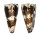 CONIDAE CONUS IMPERIALIS shell