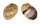 NATICIDAE GLOBULARIA FLUCTUATA shell