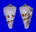CONIDAE CONUS IONE shell