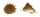 TURBINIDAE BOLMA GUTTATA shell