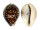 CYPRAEIDAE CYPRAEA TIGRIS shell