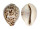 CYPRAEIDAE CYPRAEA TIGRIS PARDALIS shell