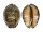 CYPRAEIDAE MAURITIA ARABICA GIBBA shell
