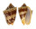 VOLUTIDAE CYMBIOLA VESPERTILIO shell