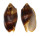 VOLUTIDAE CYMBIOLA VESPERTILIO shell
