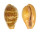CYPRAEIDAE ZONARIA PYRUM shell