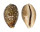 CYPRAEIDAE CYPRAEA VITELLUS shell