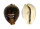 CYPRAEIDAE CYPRAEA TIGRIS shell
