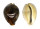 CYPRAEIDAE CYPRAEA TIGRIS shell
