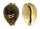 CYPRAEIDAE CYPRAEA TIGRIS shell