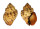 BUCCINIDAE CANTHARUS MELANOSTOMUS shell