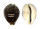CYPRAEIDAE CYPRAEA TIGRIS shell