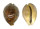 CYPRAEIDAE CYPRAEA TIGRIS shell
