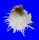 SPONDYLIDAE SPONDYLUS ECHINATUS shell
