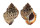BURSIDAE BUFONARIA CRUMENA CAVITENSIS shell