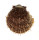 SPONDYLIDAE SPONDYLUS OCELLATUS shell