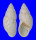 LANDSNAIL AMPHIDROMUS MACULIFERUS shell