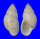 LANDSNAIL AMPHIDROMUS MACULIFERUS shell