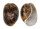 BULLIDAE BULLA AMPULLA shell