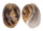 BULLIDAE BULLA AMPULLA shell