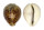 CYPRAEIDAE CYPRAEA TIGRIS shell