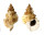 BURSIDAE TUTUFA TENUIGRANOSA shell