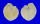 CARDIIDAE CORCULUM CARDISSA shell