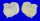 CARDIIDAE CORCULUM CARDISSA shell