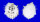 SPONDYLIDAE SPONDYLUS NICOBARICUS CILIATUS shell