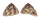 TROCHIDAE TROCHUS VENETUS shell