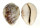 CYPRAEIDAE CYPRAEA TIGRIS shell