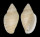 MARGINELLIDAE MARGINELLA MUSICA shell