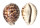 CYPRAEIDAE CYPRAEA TIGRIS shell