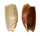 VOLUTIDAE CYMBIUM CYMBIUM shell